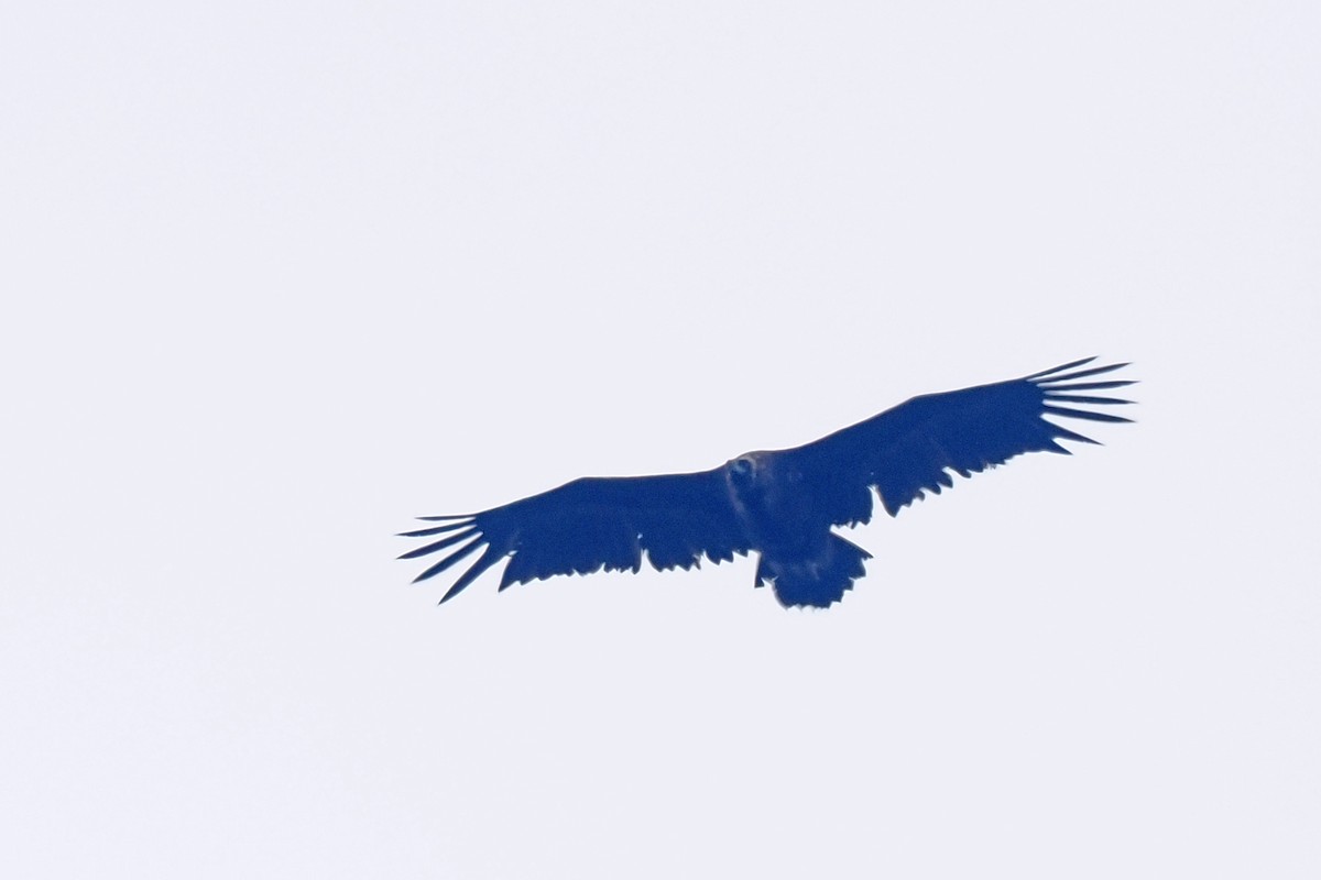Cinereous Vulture - ML619477258