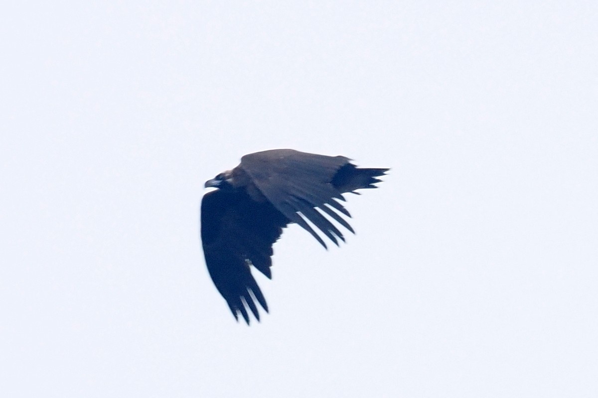 Cinereous Vulture - ML619477259