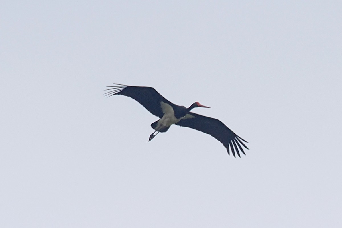 Black Stork - ML619477332