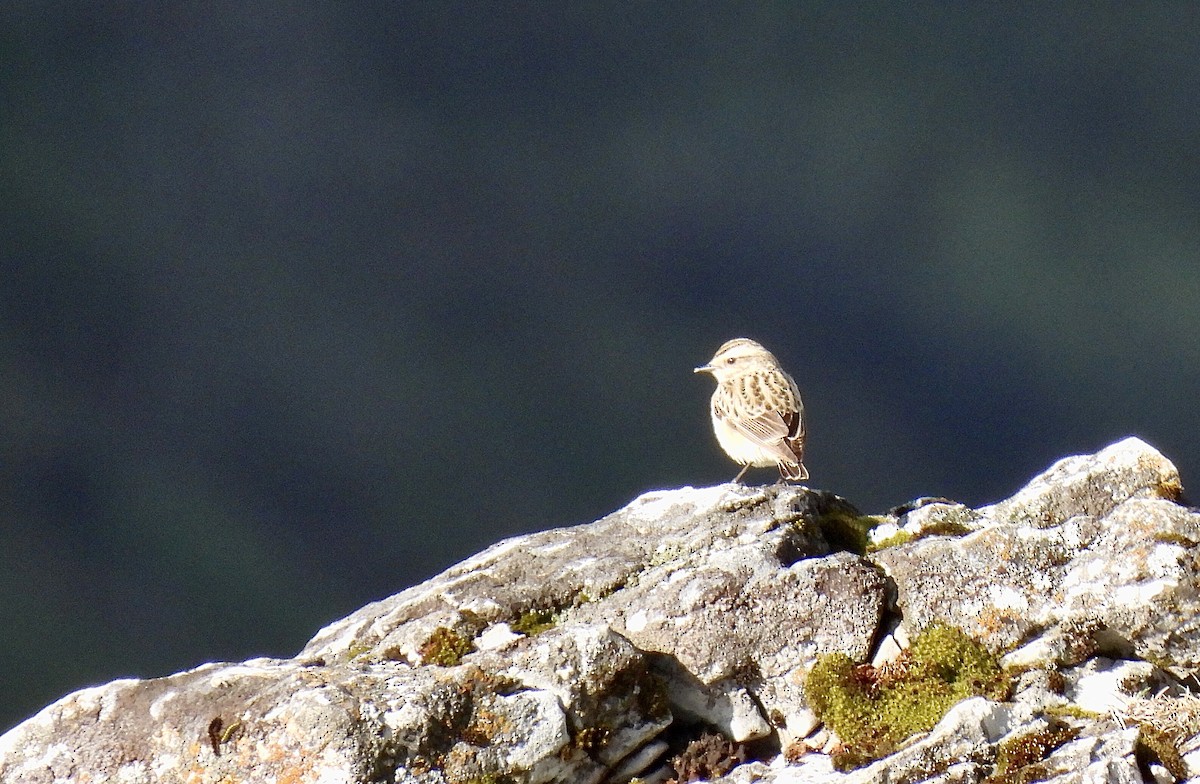 Whinchat - ML619477338