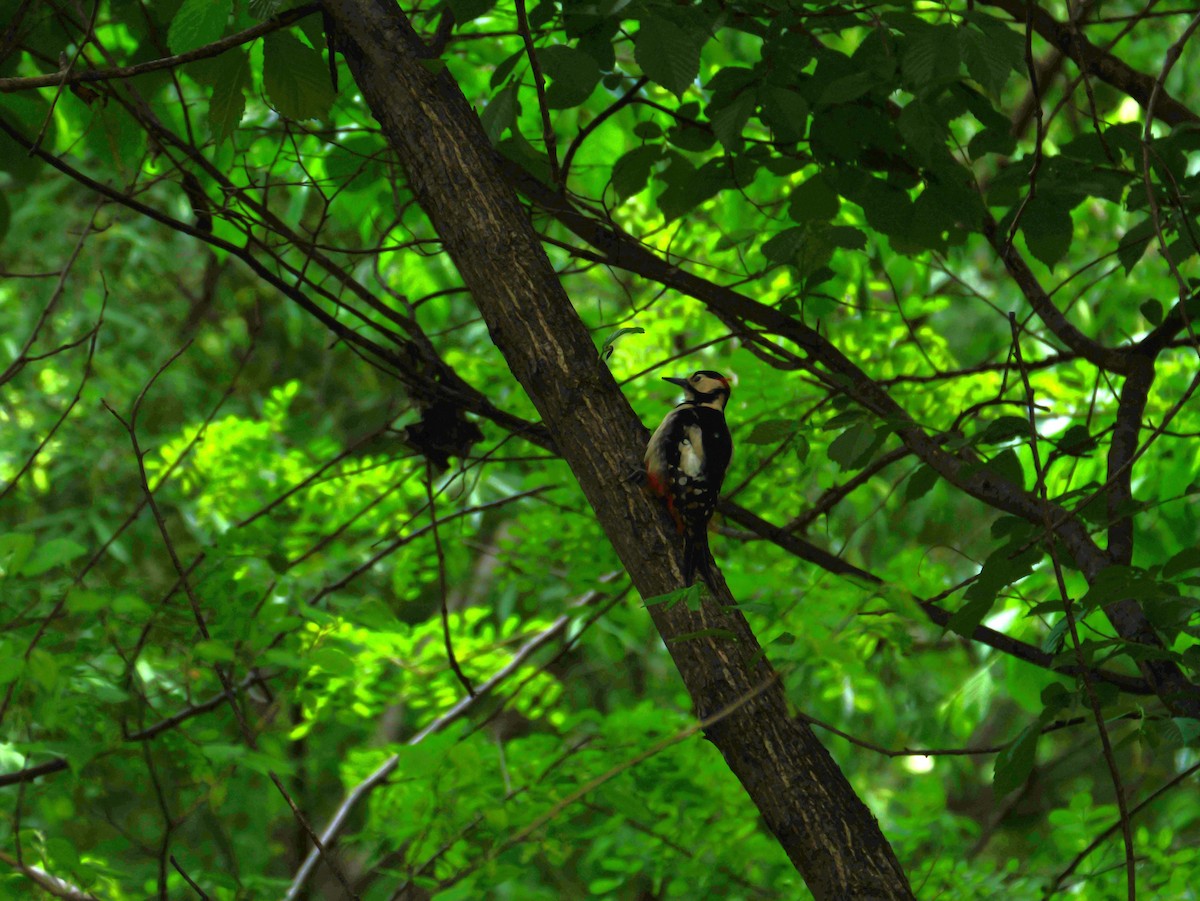 Great Spotted Woodpecker - ML619477383
