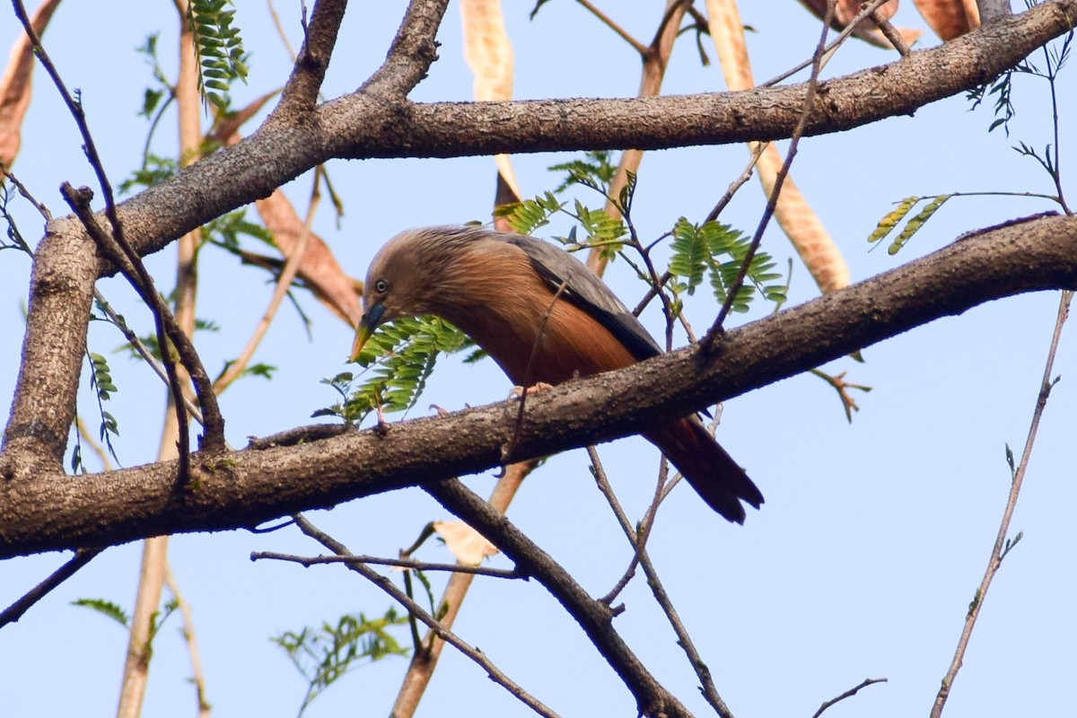Chestnut-tailed Starling - ML619477430