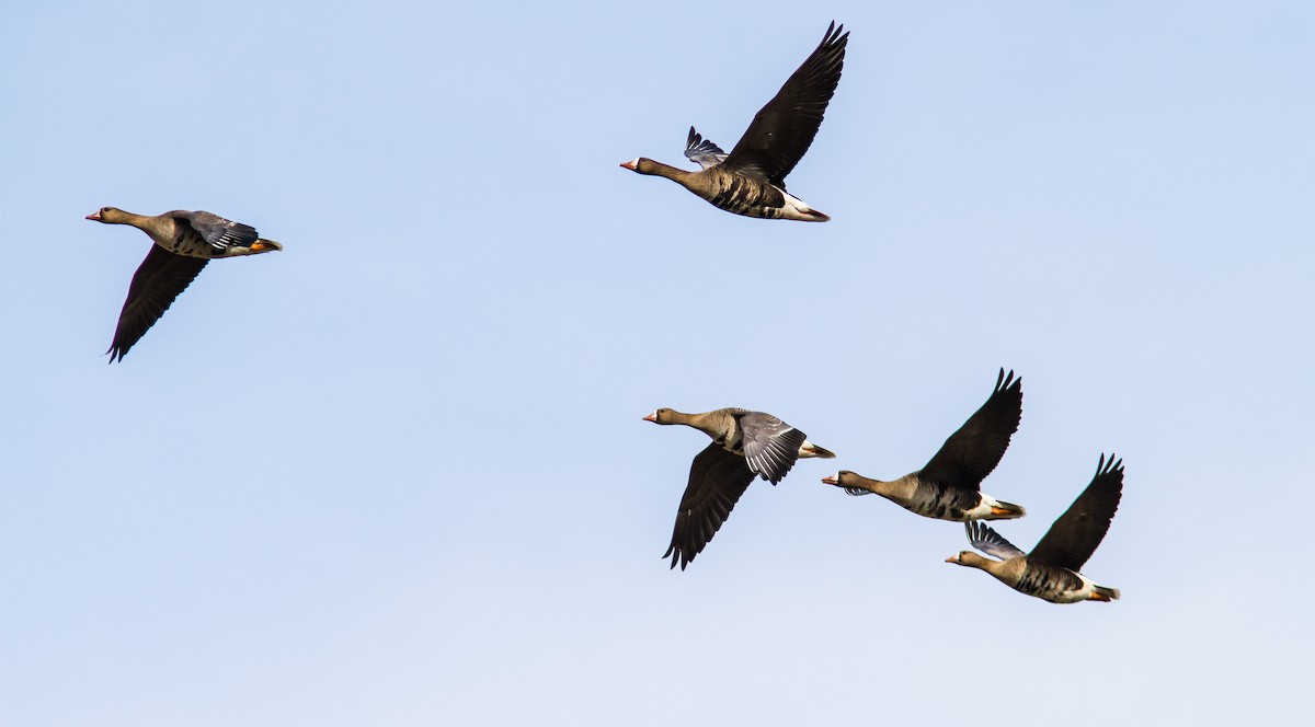 Greater White-fronted Goose - ML619477444