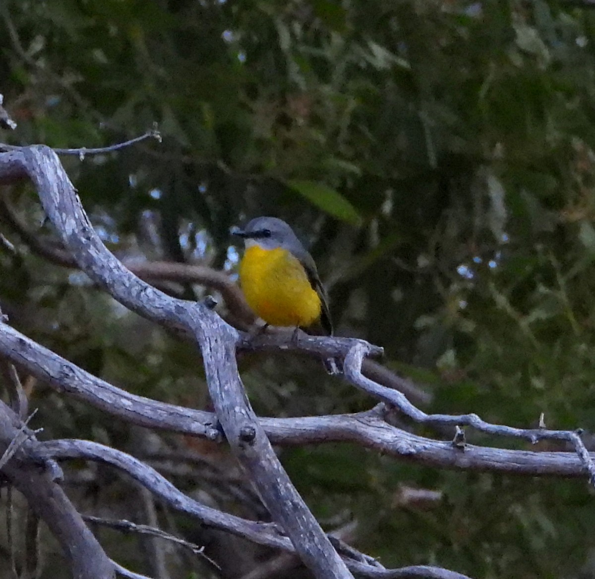 Eastern Yellow Robin - ML619477450