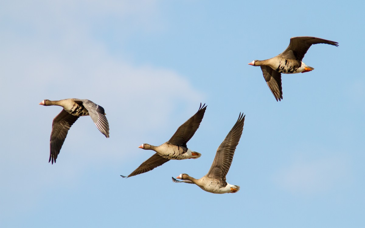 Greater White-fronted Goose - ML619477480