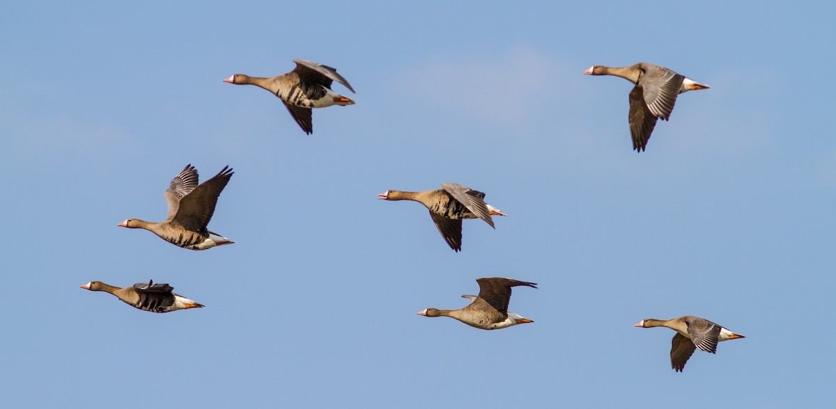 Greater White-fronted Goose - ML619477481