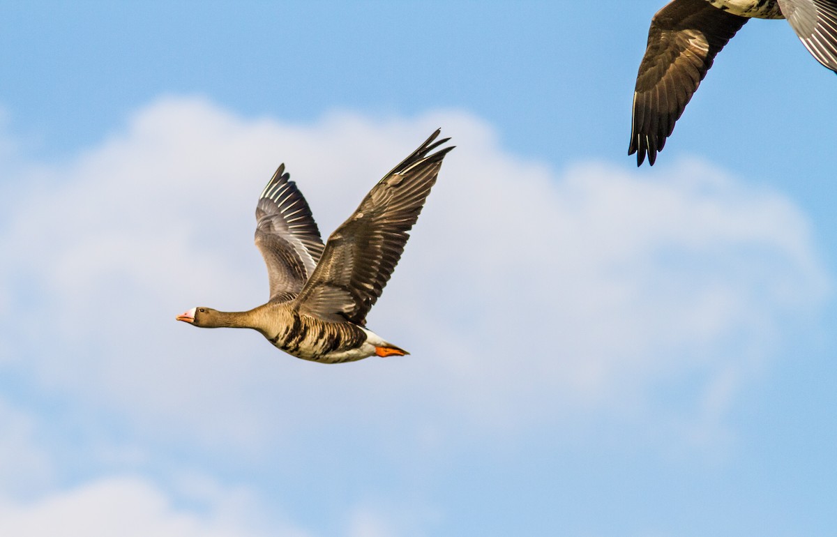 Greater White-fronted Goose - ML619477484