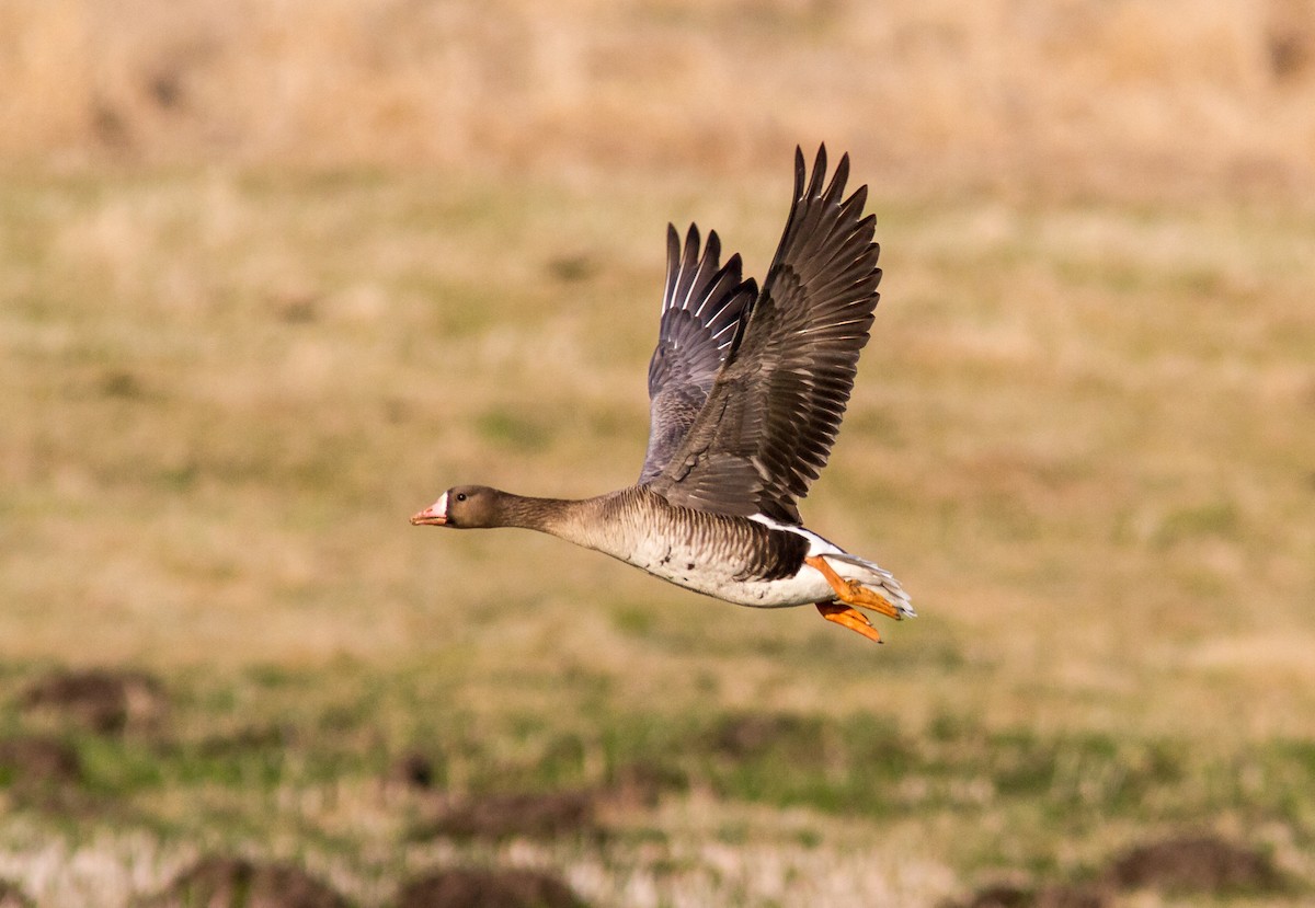 Greater White-fronted Goose - ML619477485