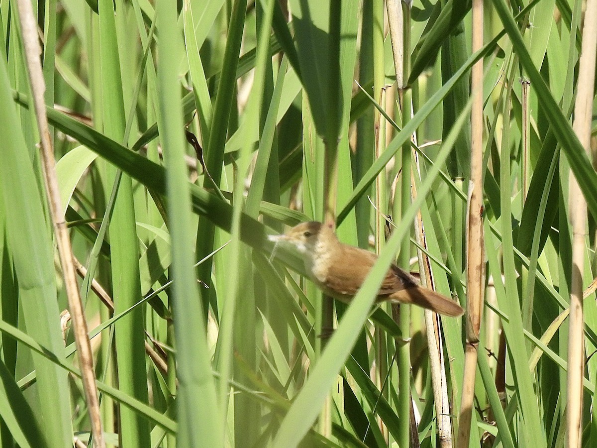 Common Reed Warbler - ML619477514