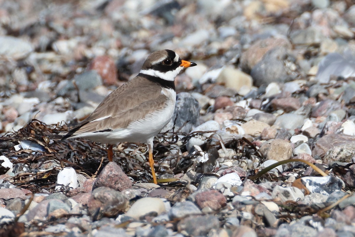 Common Ringed Plover - ML619477517
