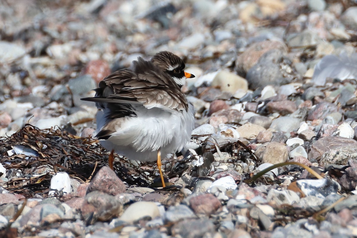 Common Ringed Plover - ML619477518