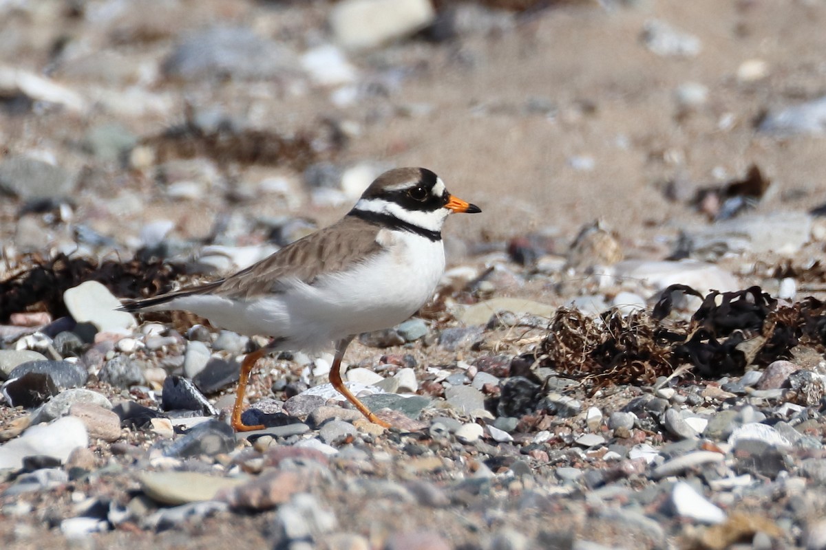 Common Ringed Plover - ML619477519