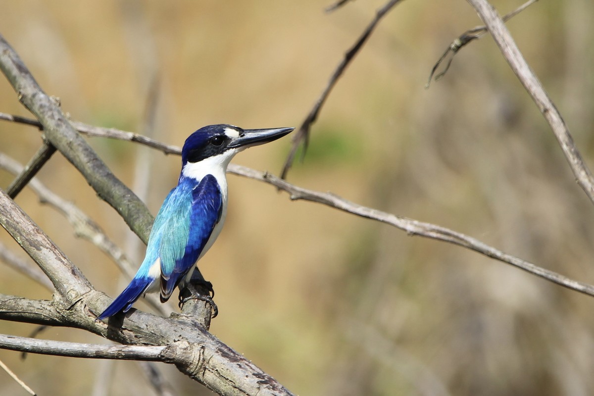Forest Kingfisher - ML619477538