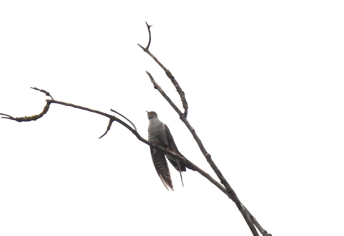 Common Cuckoo - ML619477567