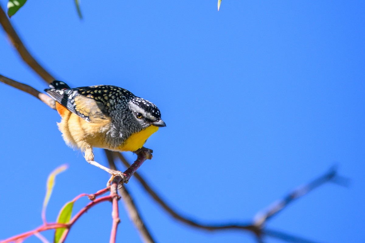 Spotted Pardalote - ML619477590