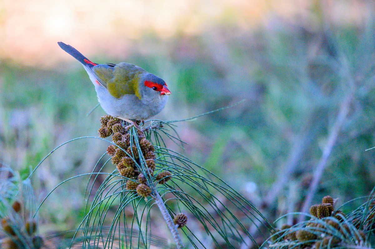 Red-browed Firetail - ML619477602