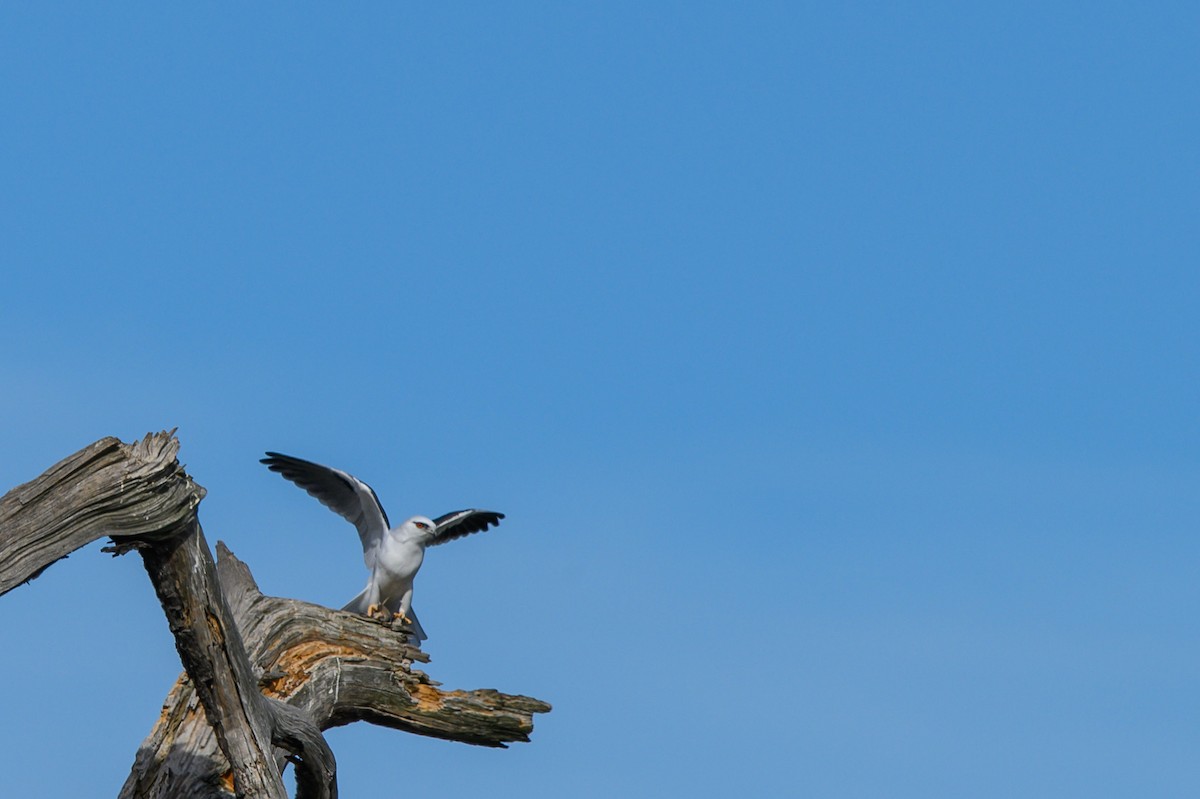Black-shouldered Kite - ML619477616