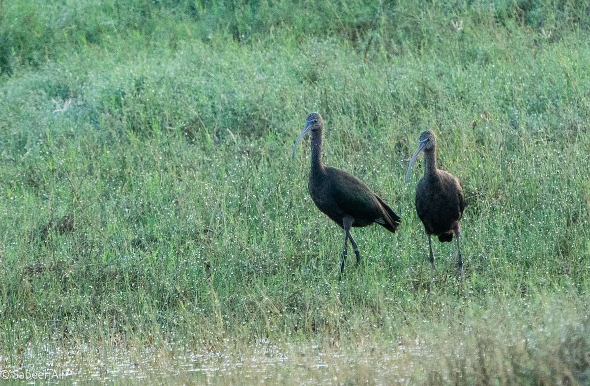 ibis hnědý - ML619477627