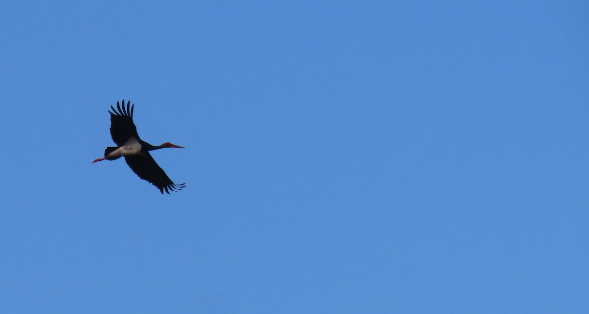 Black Stork - ML619477635