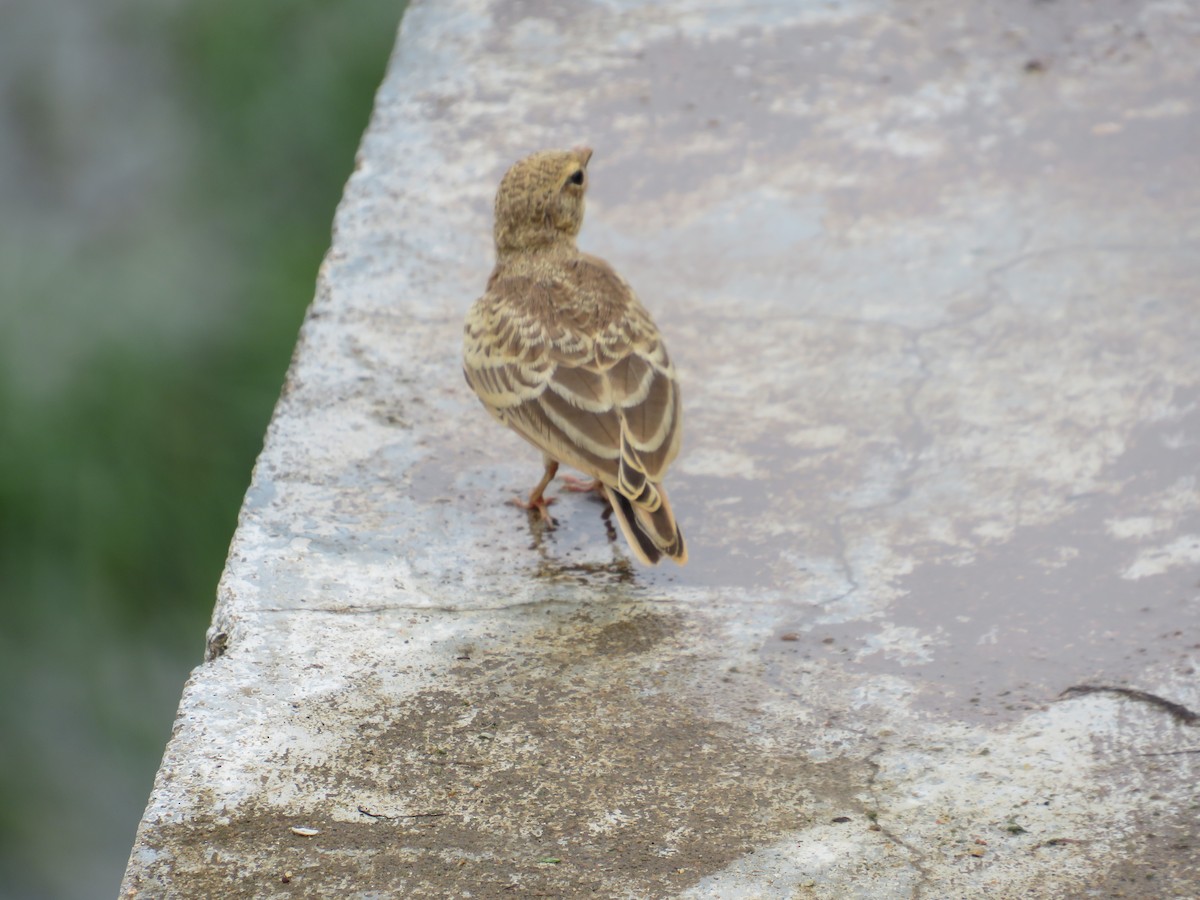 Ashy-crowned Sparrow-Lark - ML619477668