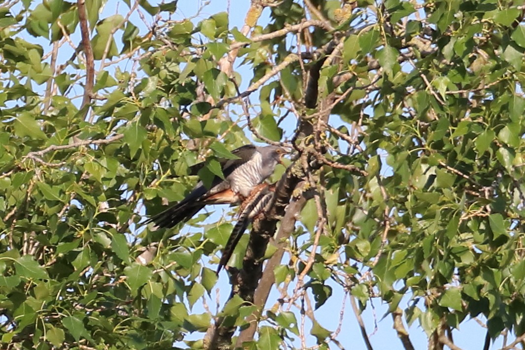Common Cuckoo - ML619477677