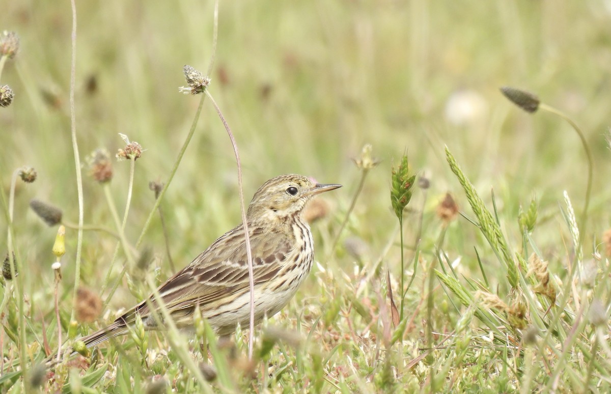 Meadow Pipit - ML619477699