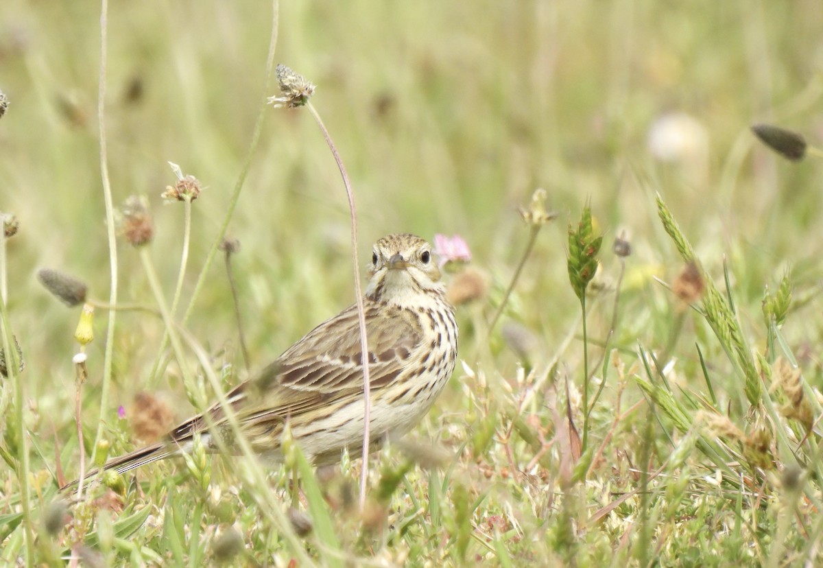 Meadow Pipit - ML619477700