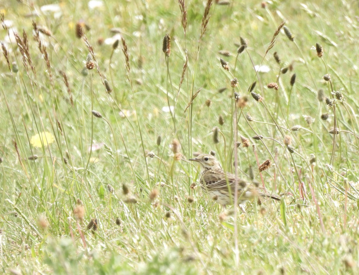 Meadow Pipit - ML619477701