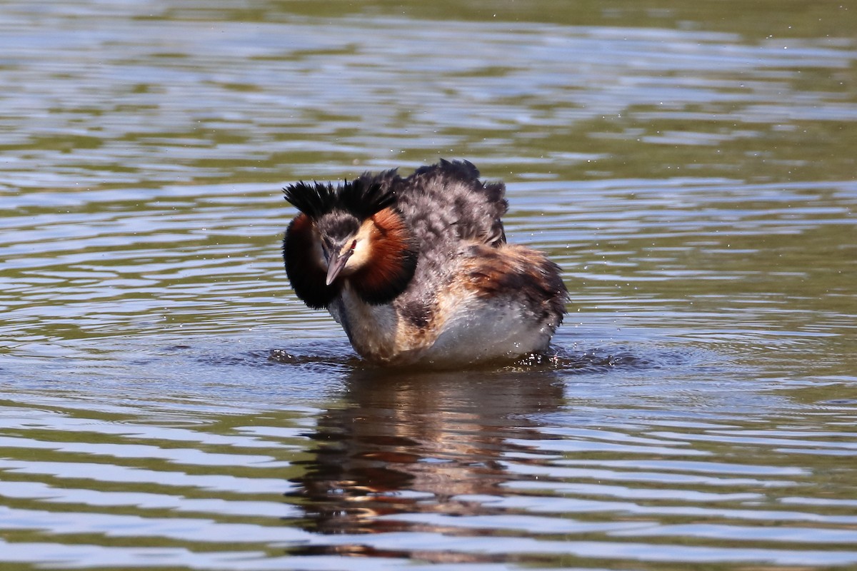 Great Crested Grebe - ML619477708