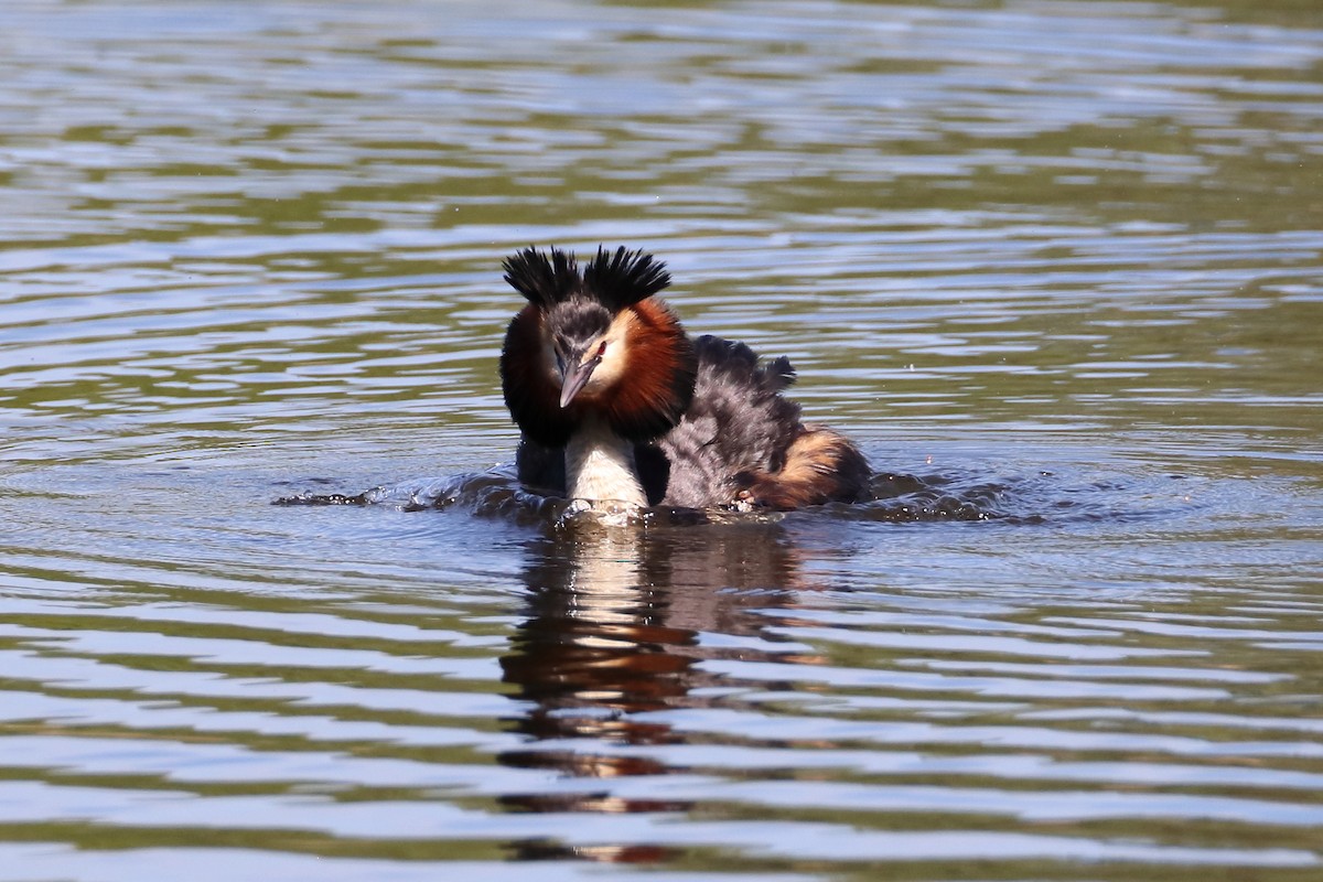 Great Crested Grebe - ML619477709