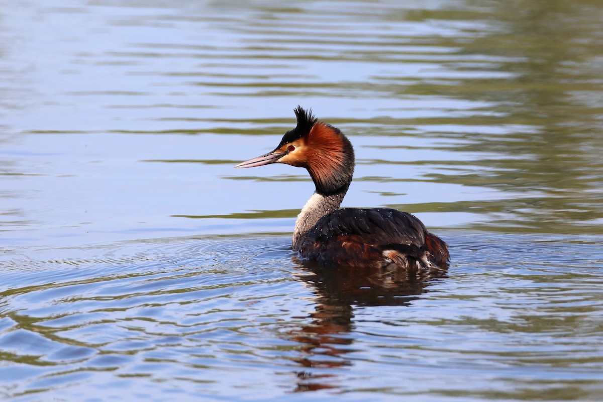 Great Crested Grebe - ML619477710