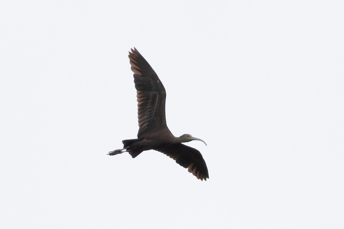 ibis hnědý - ML619477816