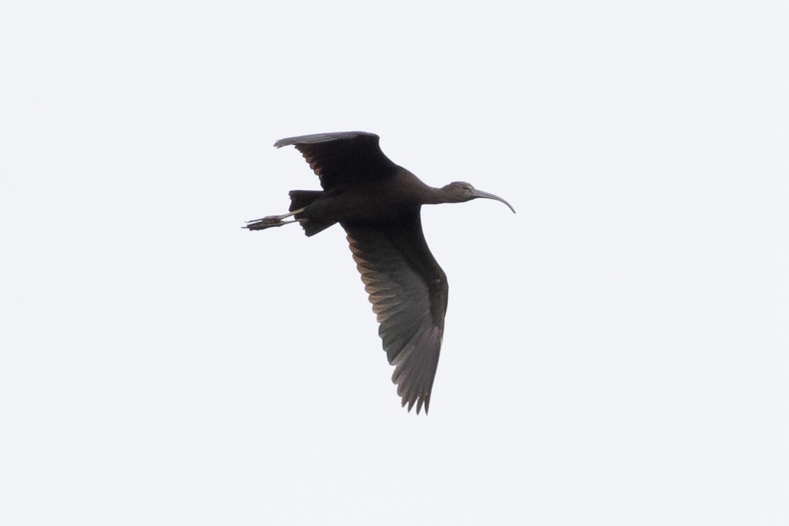ibis hnědý - ML619477817