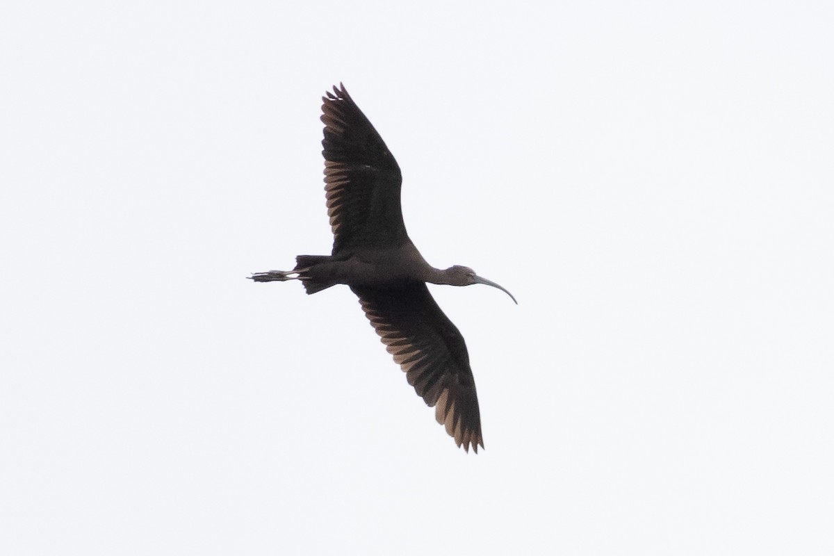 ibis hnědý - ML619477819