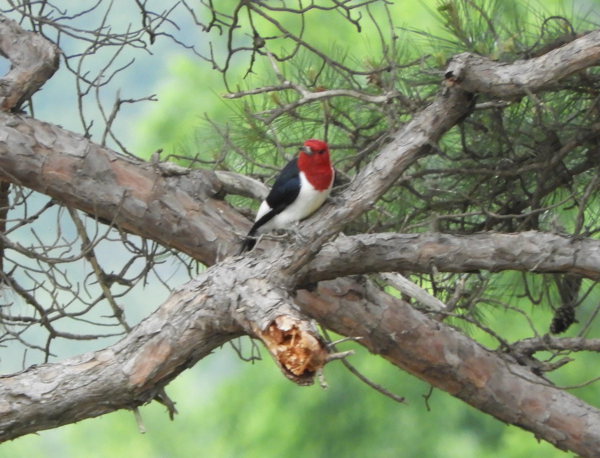 Red-headed Woodpecker - ML619477969