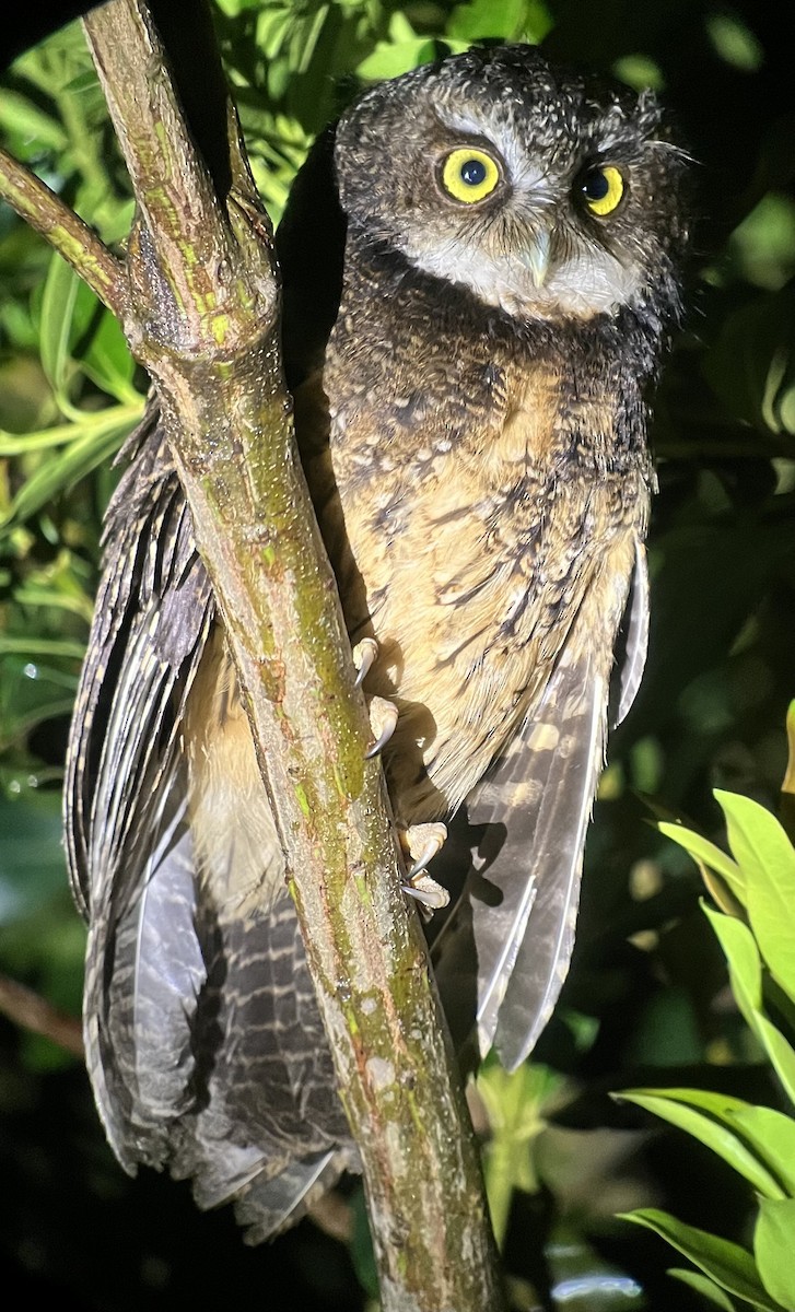 White-throated Screech-Owl - ML619477970