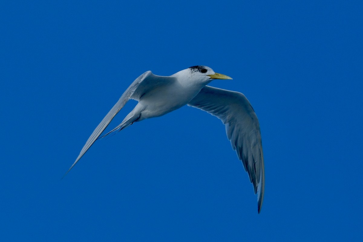 Great Crested Tern - ML619477992