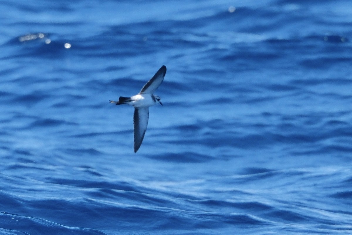 White-faced Storm-Petrel - ML619477998