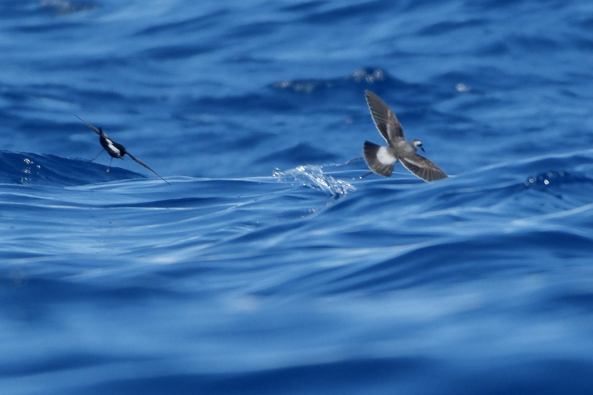 White-faced Storm-Petrel - ML619477999