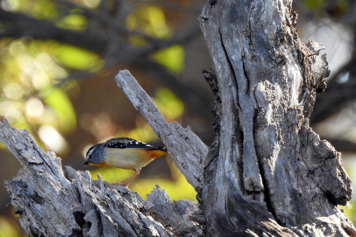 Spotted Pardalote - ML619478024
