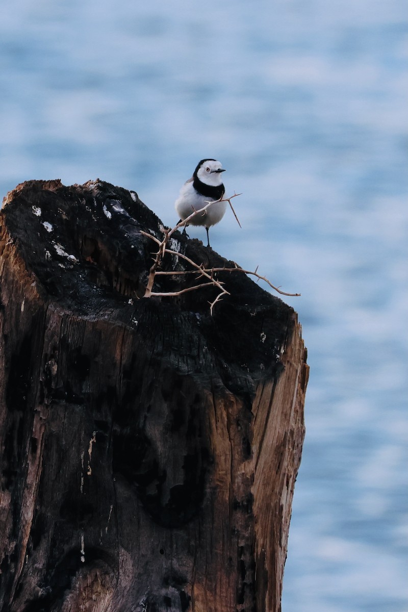 White-fronted Chat - ML619478102