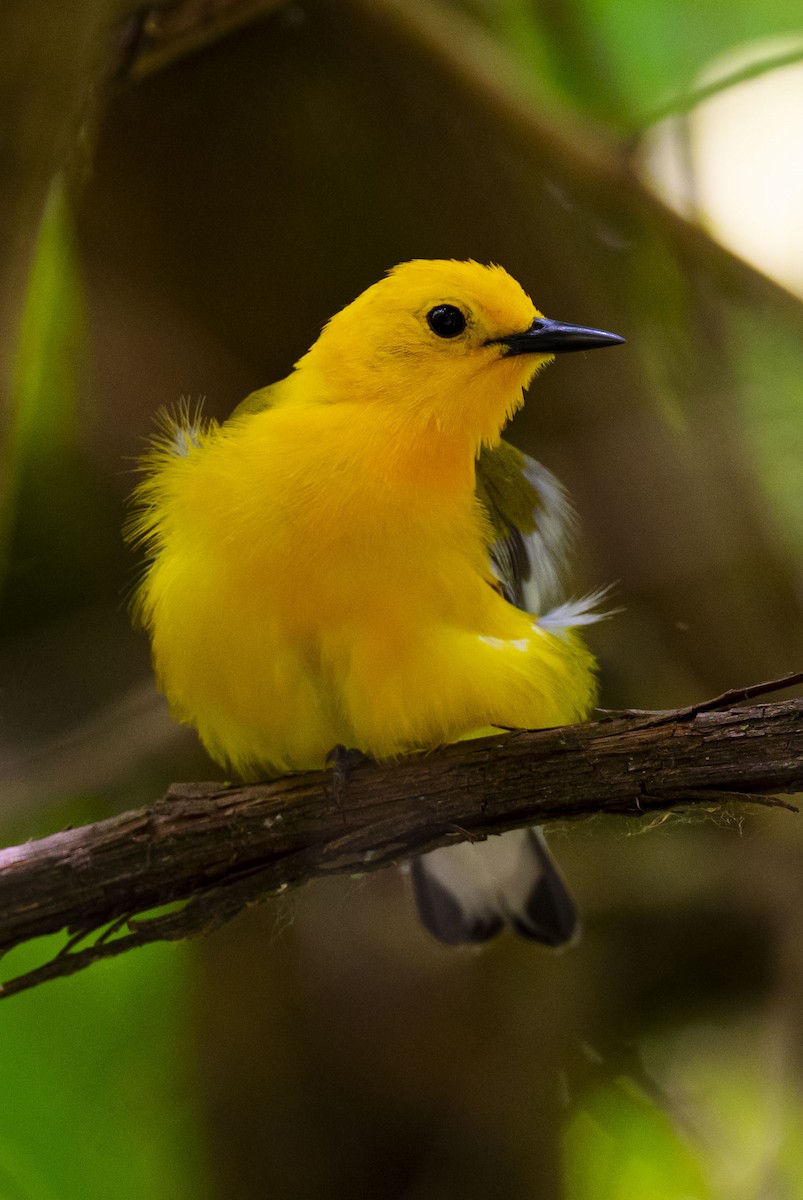 Prothonotary Warbler - ML619478156