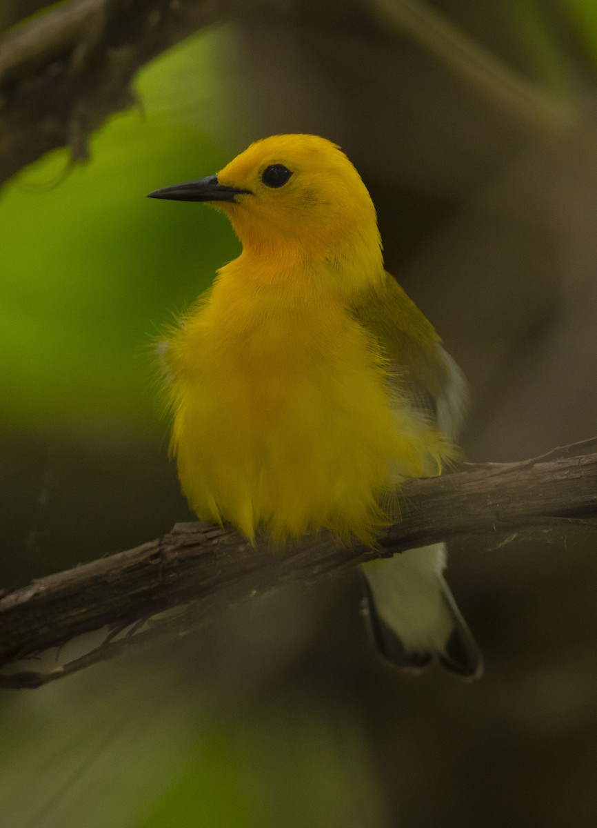 Prothonotary Warbler - ML619478159