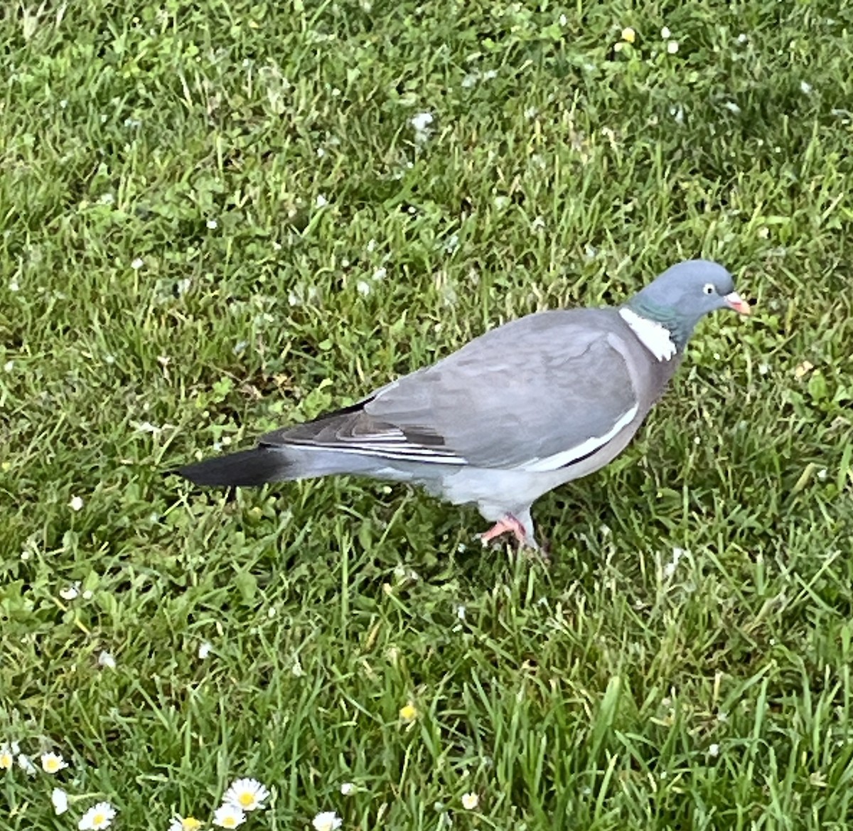 Common Wood-Pigeon - ML619478195