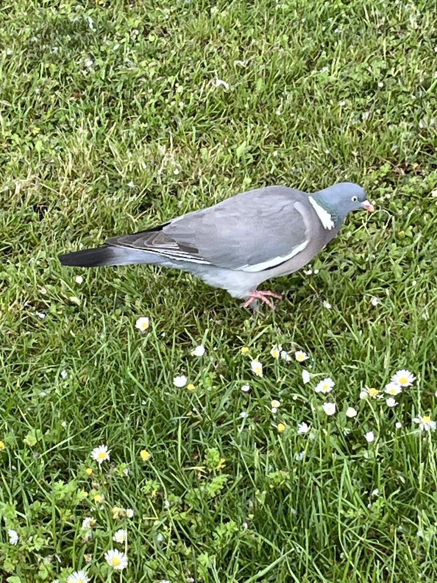 Common Wood-Pigeon - ML619478196