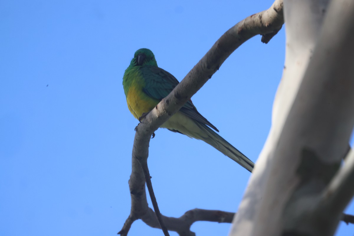 Red-rumped Parrot - ML619478210