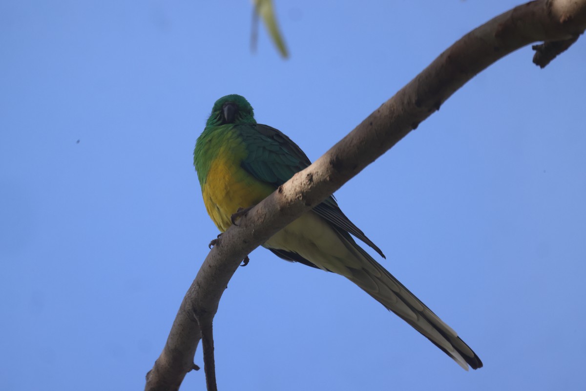 Red-rumped Parrot - ML619478212
