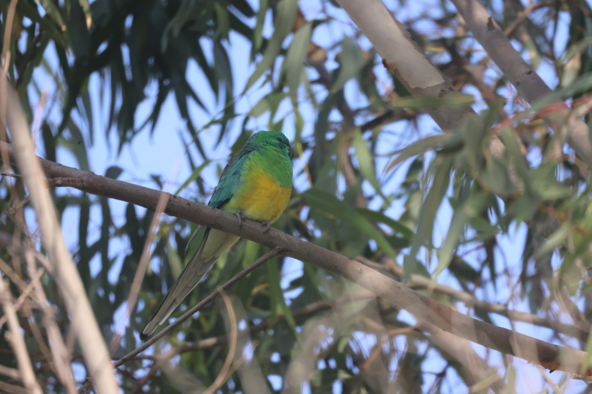Red-rumped Parrot - ML619478213