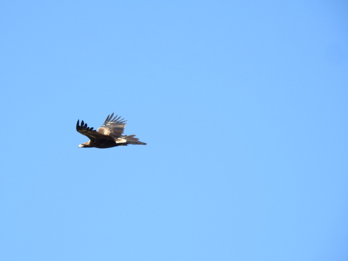 Wedge-tailed Eagle - ML619478258
