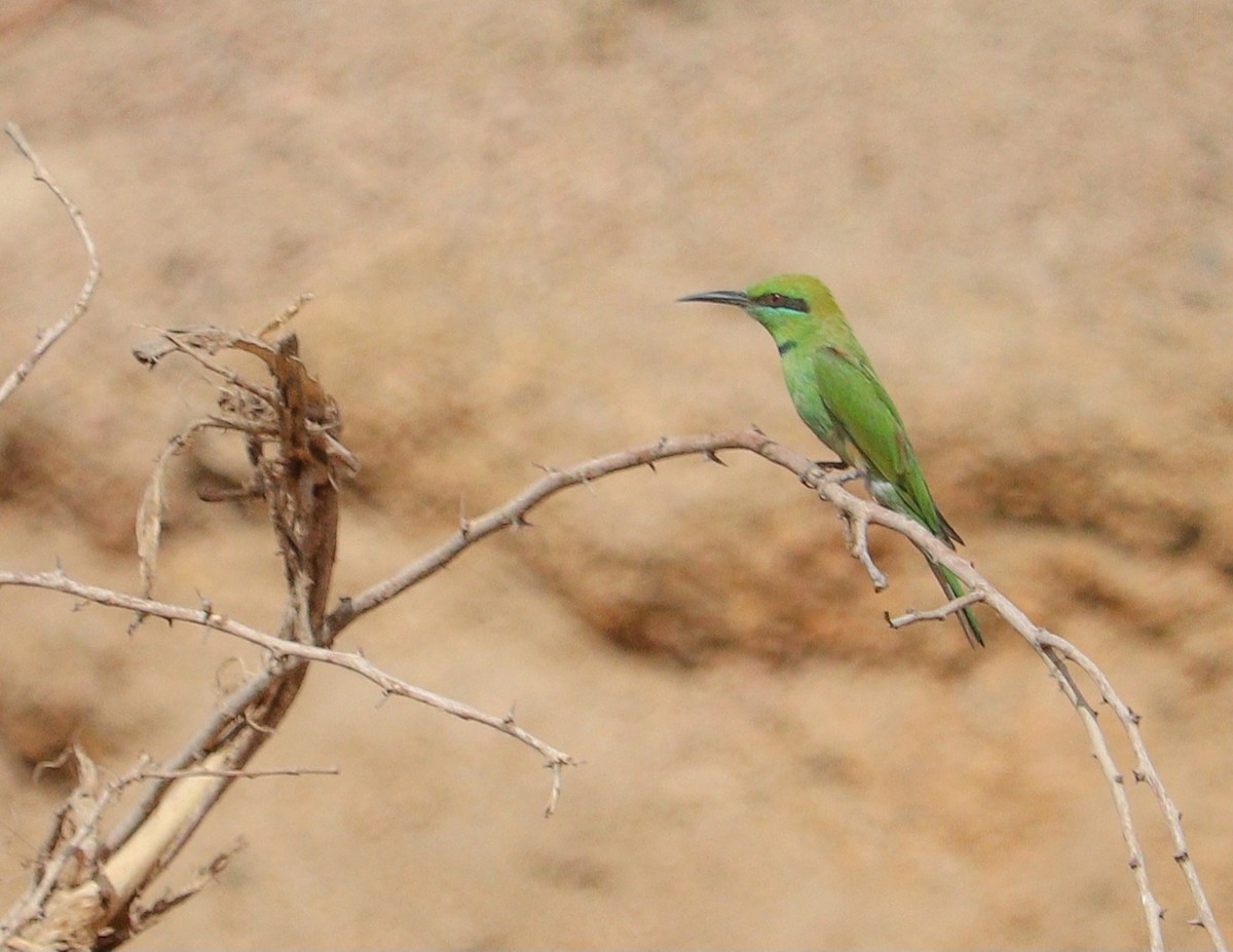 African Green Bee-eater - ML619478308